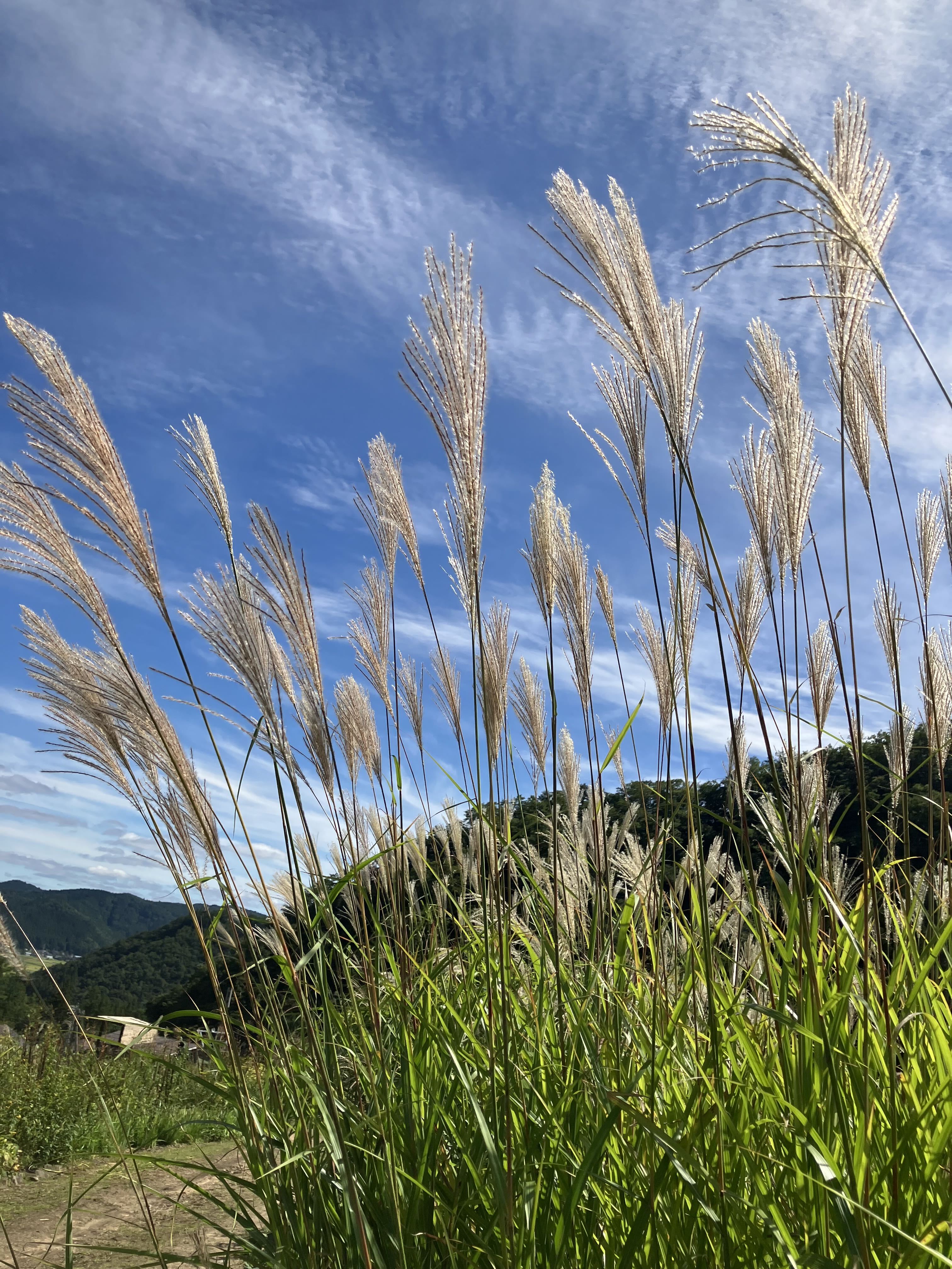 ガーデンブログ | 白馬五竜高山植物園