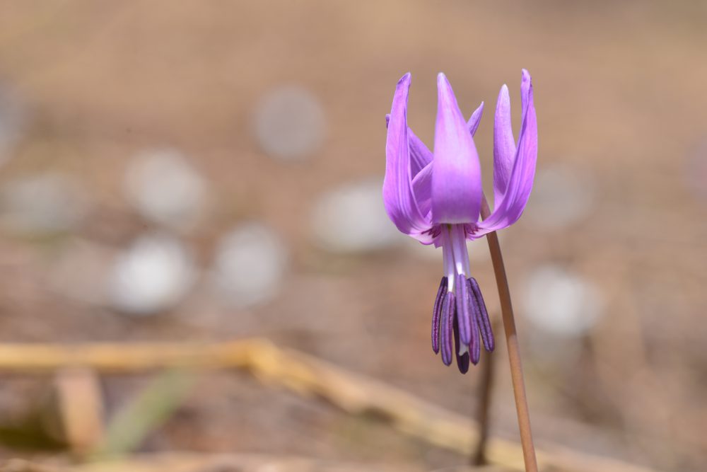 _DSC5090
