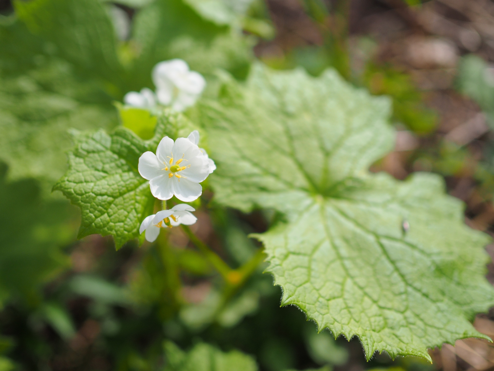 濡れると透明に サンカヨウの花について取材を受けました お知らせ 最新情報 白馬五竜高山植物園