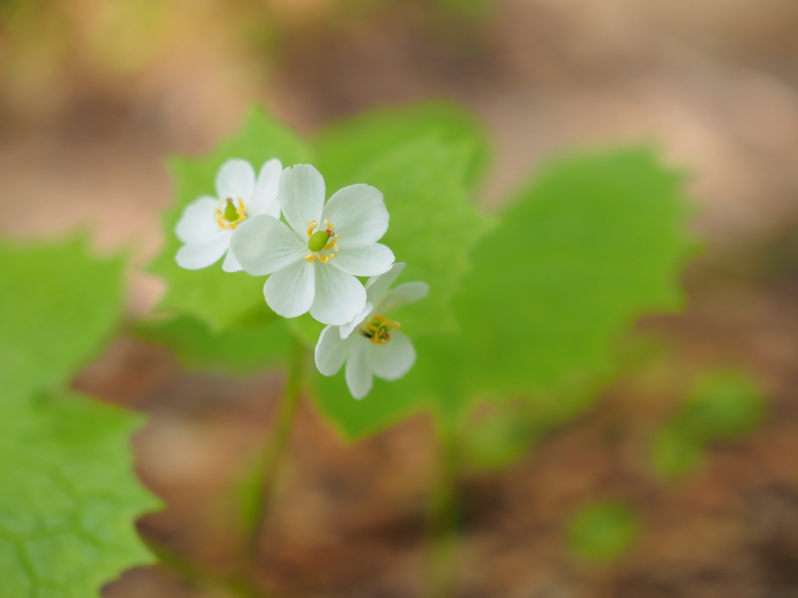 濡れると透明に サンカヨウの花について取材を受けました お知らせ 最新情報 白馬五竜高山植物園