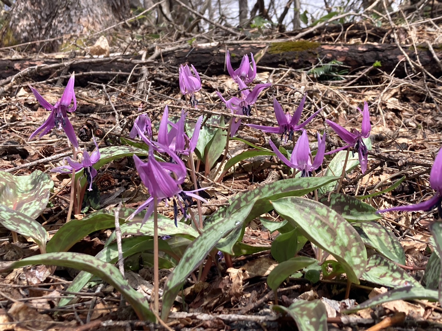 かたくり開花情報 | 最新情報 | 白馬五竜高山植物園