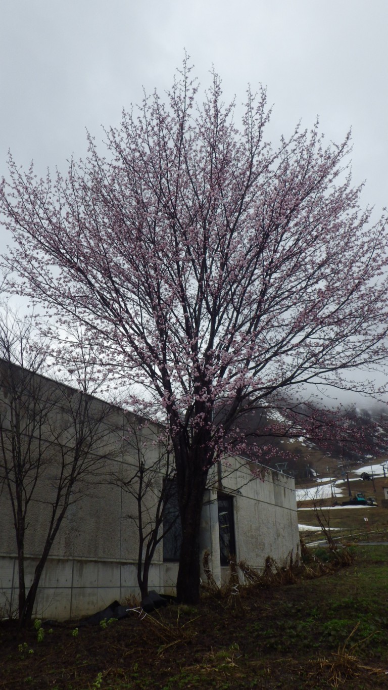 IMGP5545