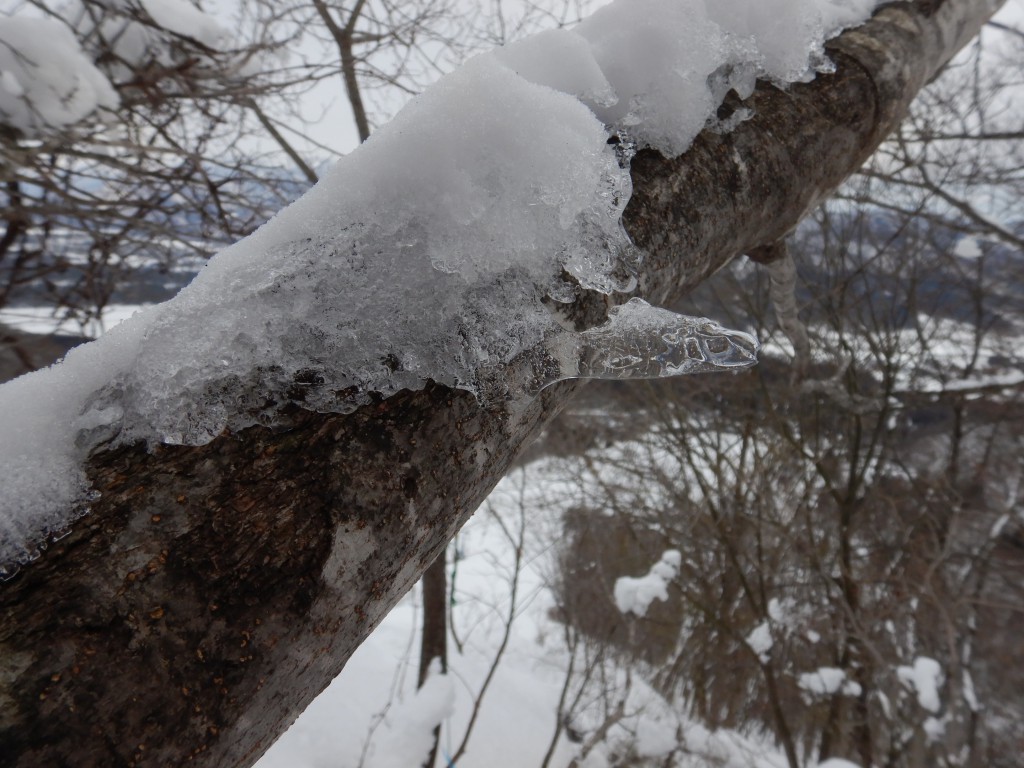 DSCN8638